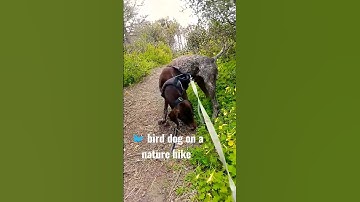 #germanshorthairedpointer #naturehike #birddog #gsp #pacificcoasthighway #shorts #southerncalifornia