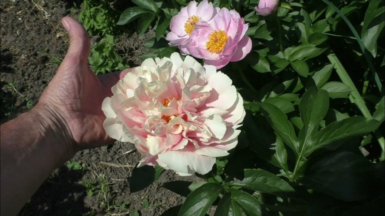 Пион пастелорама фото Peony Pastelorama Lent Slowflowers bio bloemenveld