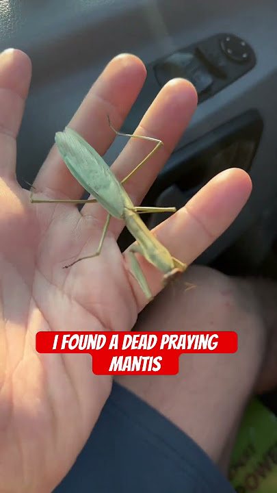 I found a dead praying mantis #prayingmantis