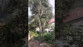 Ses Gürültü Konuşma.