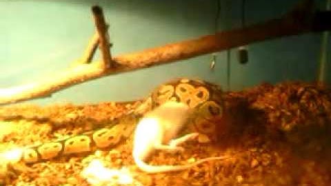 Ball python eating big rat(part 1)