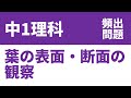 中1理科「葉の表面・断面の観察の定期テスト頻出問題」