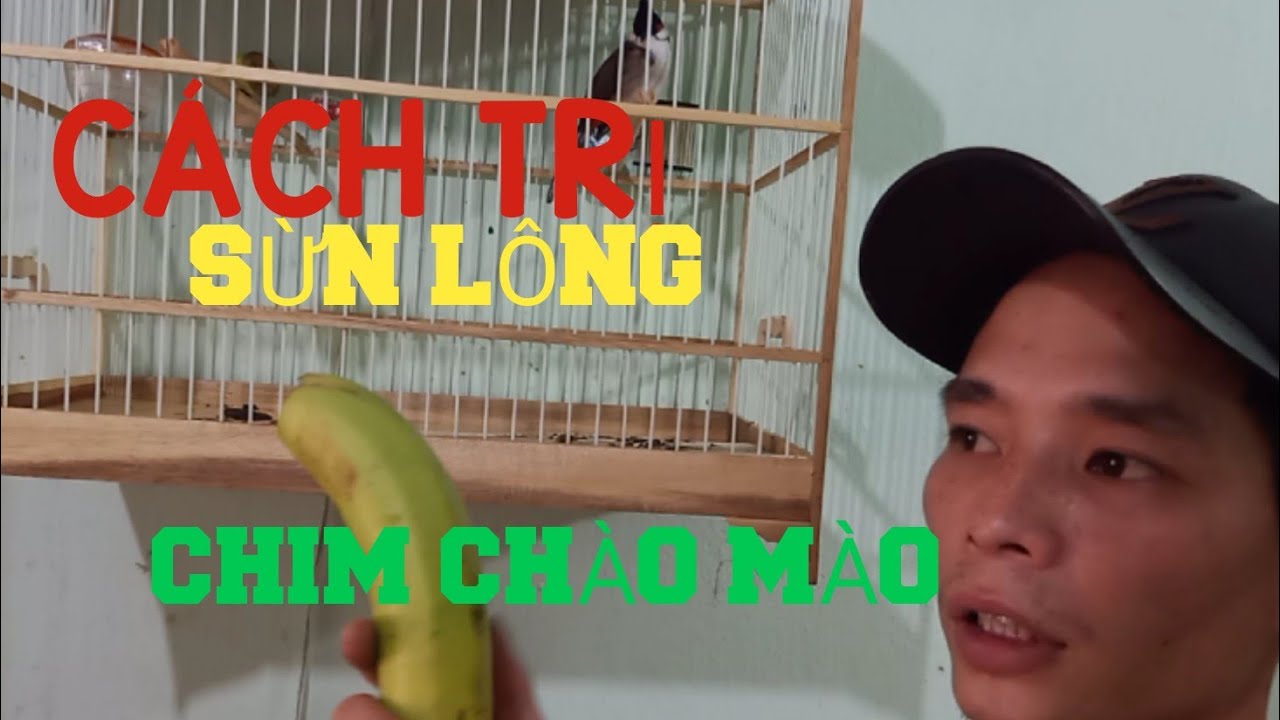 Cách trị chim chào mào sừn lông và nhận biết nguyên nhân .HIỆU QUẢ .#31 birds