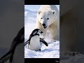 Penguin Story End |🐧 Real Story| What happened Penguin