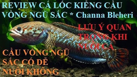 Cá cảnh An An | Lưu ý và Cách nuôi Cá Lóc kiểng Cầu Vồng Ngũ Sắc ( Channa Bleheri ) #cacanhanan