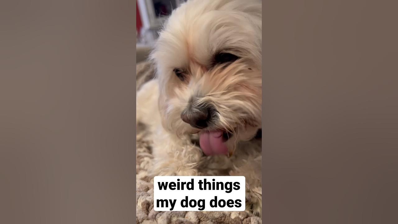 Dolly the Dog Licks paws 🐶 Weird things my dog does dogshorts Dogs