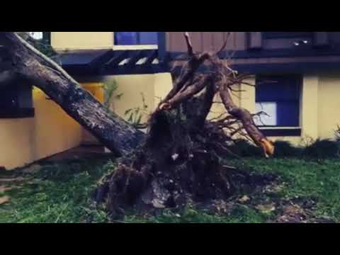 ალიგატორი და გველები მაიამის ქუჩებში   რა ხდება ფლორიდაში ქარიშხალ ''ირმას'' შემდეგ