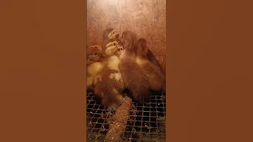 They Will Go To School Soon Village Ducks Indonesianducks Beauty 