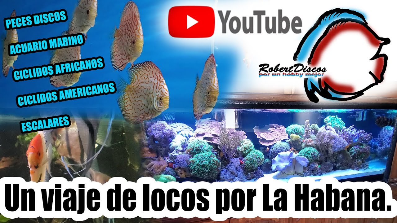 Visitando algunos acuarios en la habana, entre ellos el mejor marino de Cuba.