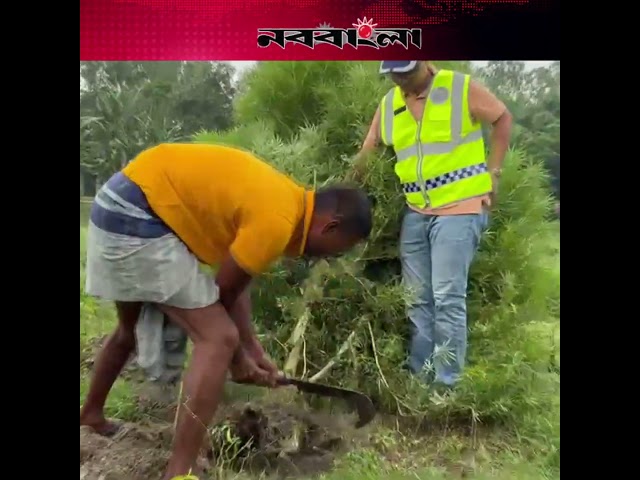 মরিচ ক্ষেতে চাষ করা গাঁজা জব্দ