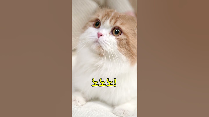 수의사들이 추천하지 않는 고양이품종 7가지 #shorts