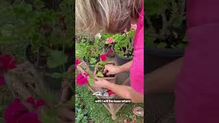 Dont Toss Those Geraniums Yet 