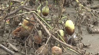 Northeast floods devastate struggling farmers