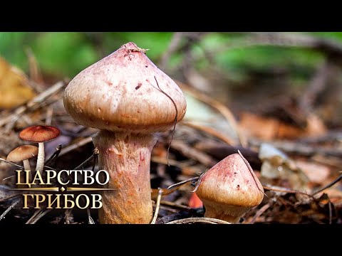 Великий грибной путь. Царство грибов