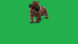 REAL BABY LION GREEN SCREEN EFFECT WITH TINY ROAR