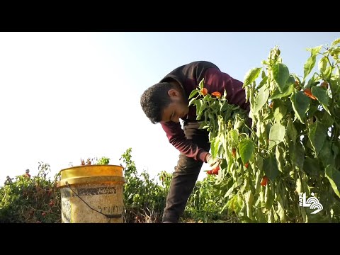 مزارعون يقطفون الفلفل الأحمر خلال موسمه في غزة
