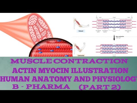 Muscle Contraction in Skeletal System | Human Anatomy & Physiology B ...