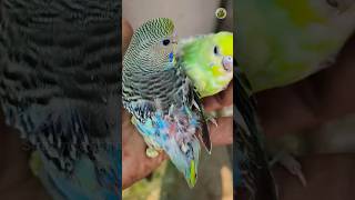 Budgies feather loss #molting #birdsdiet #breedingtips #lovebirds #featherlossreason #farmupdate