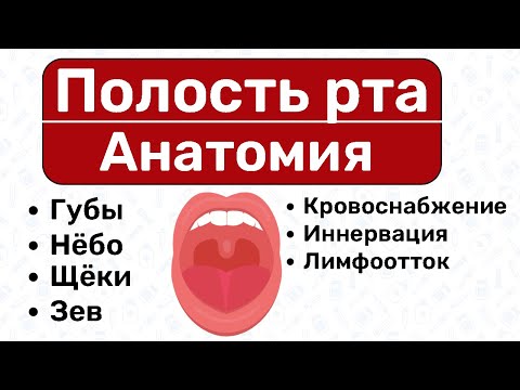 РОТОВАЯ ПОЛОСТЬ - АНАТОМИЯ рта,  анатомия жкт, пищеварительная система, строение рта