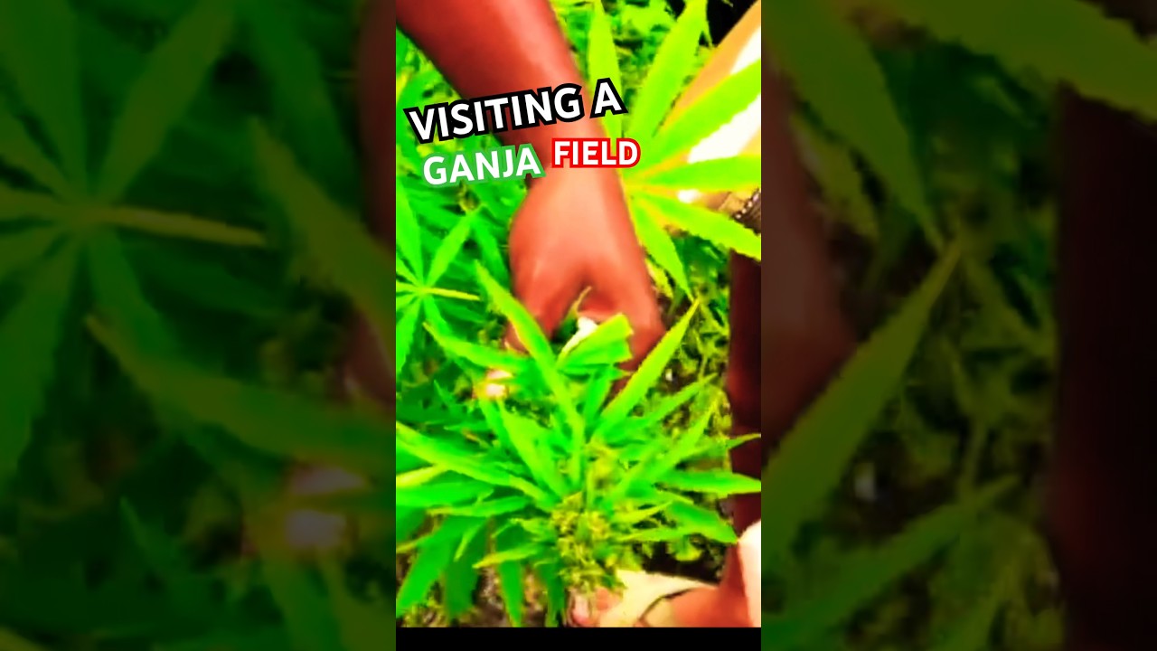 Visiting a Ganja Field! 