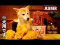 【ASMR】ビーツの犬用ドヤダック炒め麺とチキンを爆食いする柴犬 Dogs Eating Beet & Oat Noodles