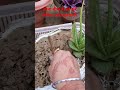 ❤💚#Love Gardening #grow coriander without seeds #Cardamom plant # nature #viral #shorts