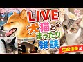 キクラゲ栽培が順調で猫と柴犬は甘えん坊配信