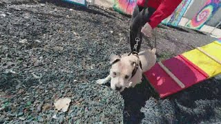 Preparing your pets for life after COVID-19 quarantine