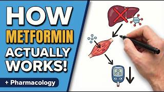 Metformin in 10 Minutes: Mechanism, Dosing, Side Effects & Clinical Pearls