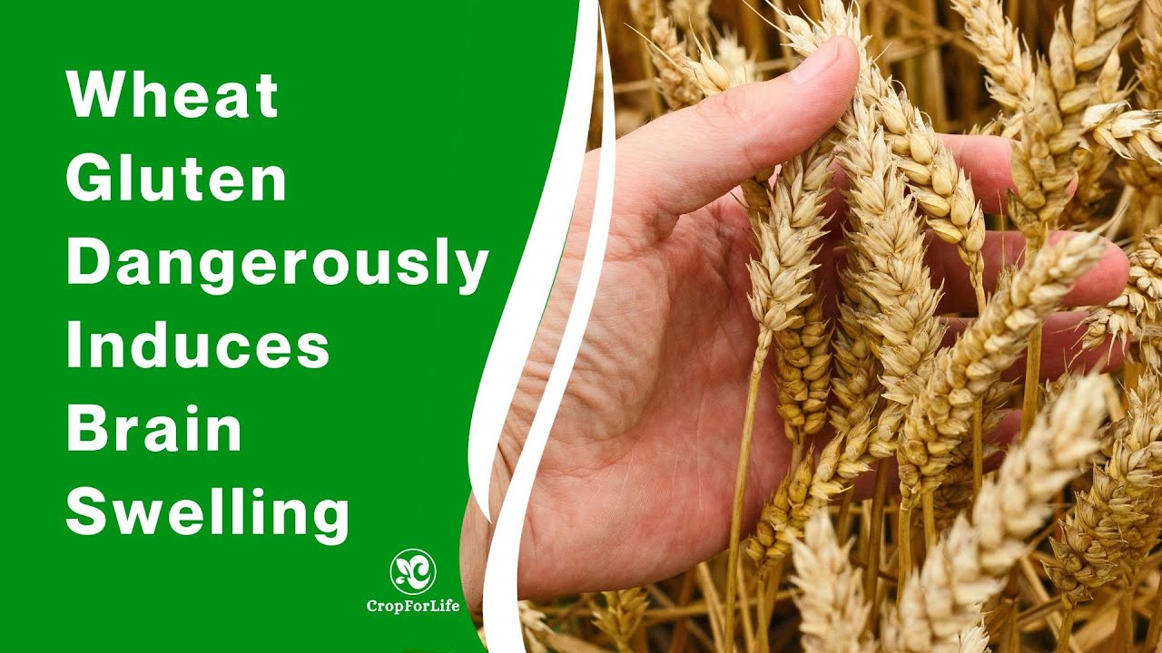 Wheat Gluten Dangerously Induces Brain Swelling YouTube