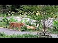 またバショウの樹が・・・　 Japanese banana　〜 Lion (ライオン)〜　～ 多摩動物公園 ～