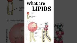 《Ch 》LIPIDS - Introduction