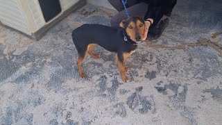 Bimbo, Trovatello Di Laterza Mix Jagd Terrier