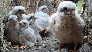 Kestrel Chicks' First Wing Flaps | Apollo & Athena | Discover Wildlife