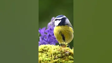 Beautiful Melody To Tears One Of The Best Love Songs Beautiful Music Sergey Grischuk Shorts 