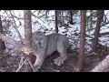 How to trap alaska lynx with matt willey thee alaskan viking