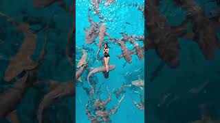 Girl Floats Among Friendly Nurse Sharks