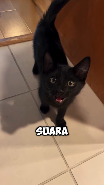 SUARA ANEH KUCING HITAM