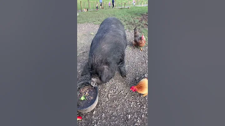 PIGS FOR KIDS | Children learn about farm animals #shorts