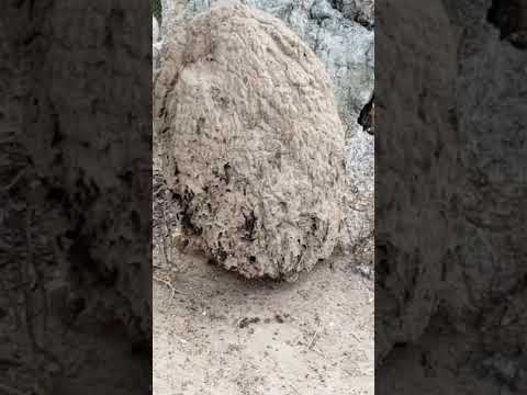 Abelha a rara( Cupira) Abelha de cupinzeiro  PART 1  #shorts