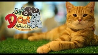 Dcat Cafe Hua Hin  (Part 2) / Хуахин Кафе с Кошками (ЧАСТЬ 2)