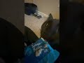 Ptera is very food motivated if you couldn’t tell #cat #pterodon