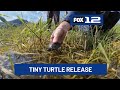 Oregon Zoo releases 22 endangered turtles in Columbia River Gorge