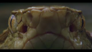 7 ANIMAIS QUE VIVEM DEPOIS DA MORTE