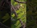 Palm Squirrel Moments | Wildlife Photography India | Wild Lens Pro