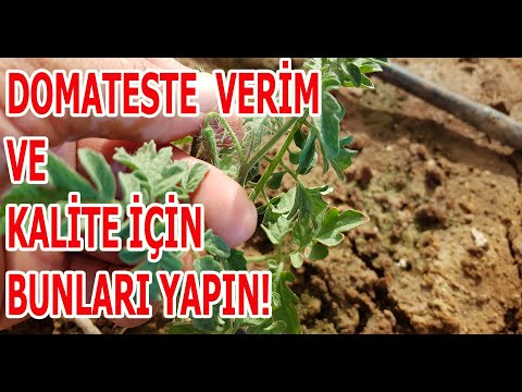 Video: Erken Ve Geç Domates çeşitleri