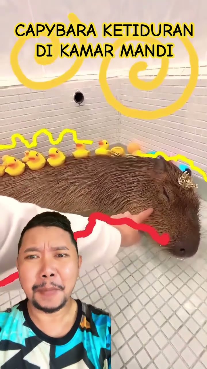 LAGI BERENDAM MALAH KETIDURAN!!???? #capybara #funny #animals #cute #comedy