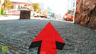 POV of a Queen Mother Ant (Mother's Day Special)