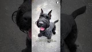 Giant Schnauzer  Big, Bold, and Beautiful!