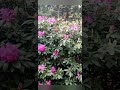 How to get inspired. Rhododendron and azalea park in Holland. Walk with Juliapaletteknife #shorts